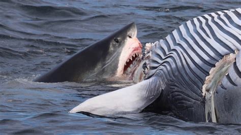 do sharks attack whale sharks