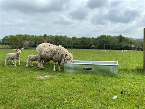 Do Sheep Need Water Troughs