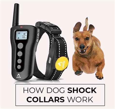 Do Shock Collars Actually Work