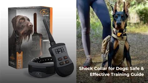 Do Shock Collars Work On Hyper Dogs