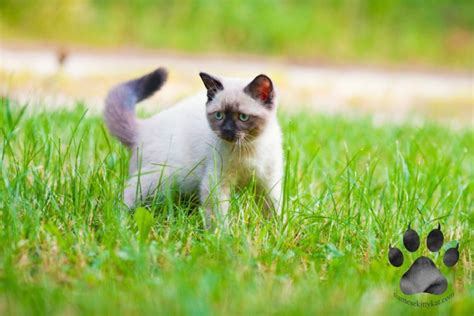 Do Siamese Cats Like Going Outside