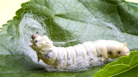 Do Silkworms Suffer