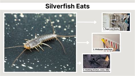 Do Silverfish Feed on Your Precious Paperwork?