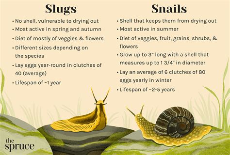 do slugs have cells