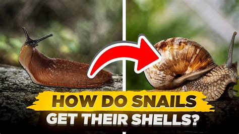 Do Snails Growing Shells Conserve Mass