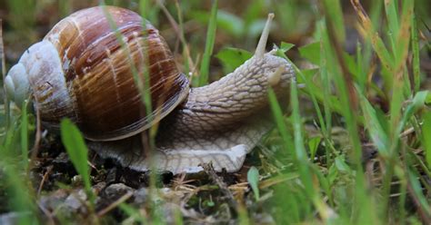 Do Snails Live In Grass