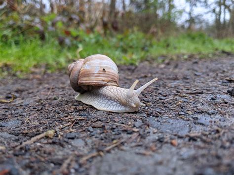Do Snails Need Hibernate