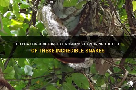 do snakes eat monkeys