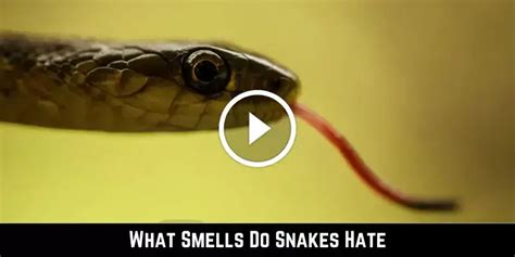 do snakes hate cinnamon