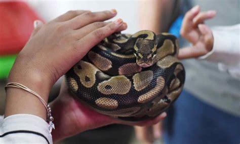 Do Snakes Like Being Pet
