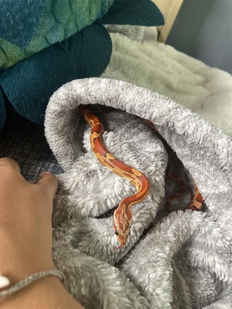 Do Snakes Like Blankets