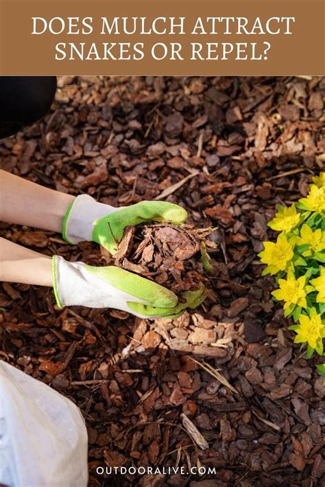 Do Snakes Like Pine Bark Mulch