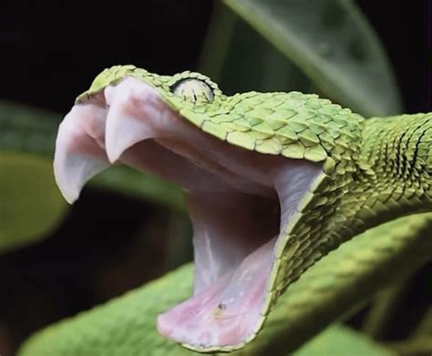 do snakes yawn when stressed