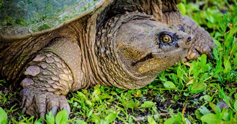 do snapping turtles have teeth