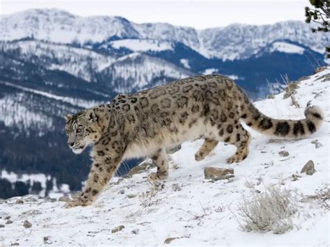 do snow leopards live in the arctic