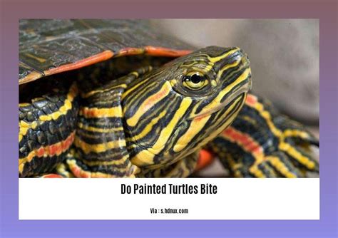 Do Southern Painted Turtles Bite