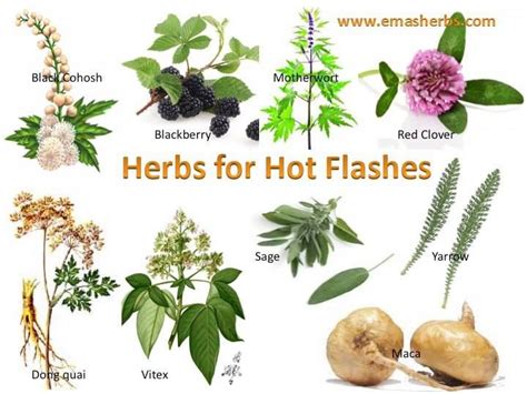 Do Soybeans Help With Hot Flashes