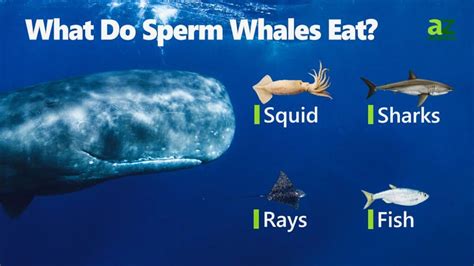 do sperm whales eat crabs