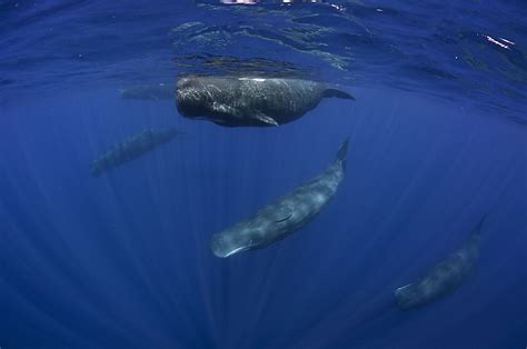 do sperm whales live in pods