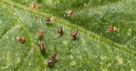 do spider mites fly
