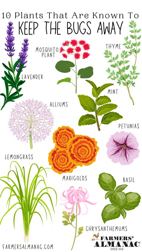 Do Spider Plants Keep Bugs Away