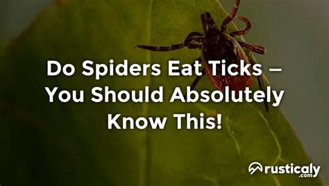 do spiders kill ticks