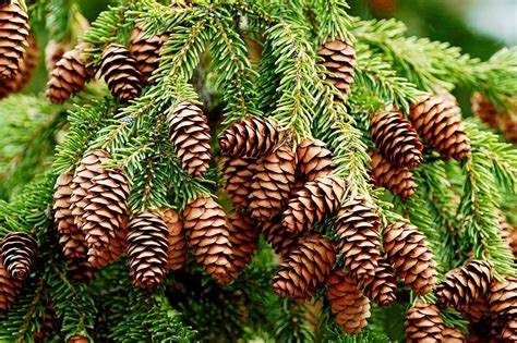 do spruce trees have pine cones