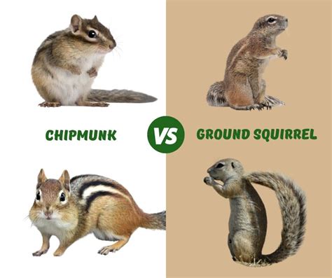 Do Squirrels And Chipmunks