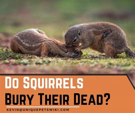 do squirrels bury their dead