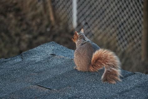 Do Squirrels Chew Metal