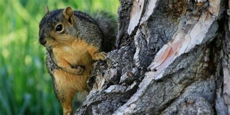 Do Squirrels Chew Off Branches