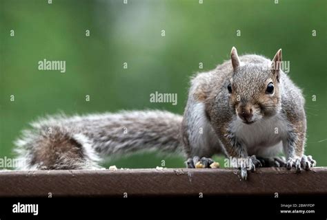 Do Squirrels Chew On Composite Decking