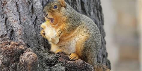 Do Squirrels Eat Cicadas