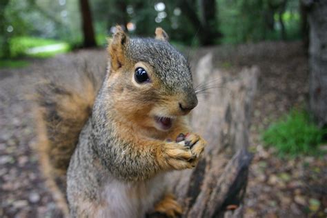 Do Squirrels Eat Oak Trees