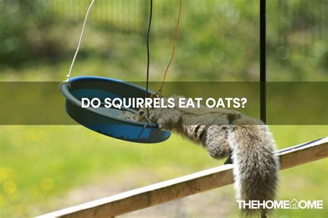 do squirrels eat oats