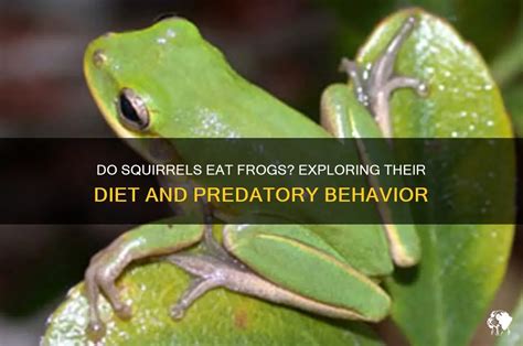 Do Squirrels Eat Tree Frogs