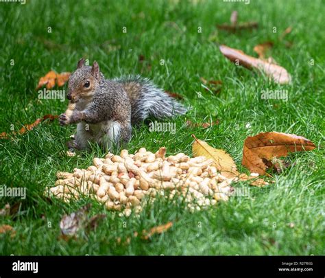 Do Squirrels Eat Unsalted Peanuts