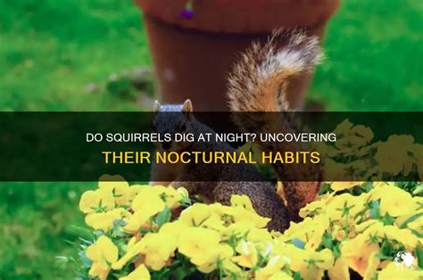Do Squirrels Forage At Night