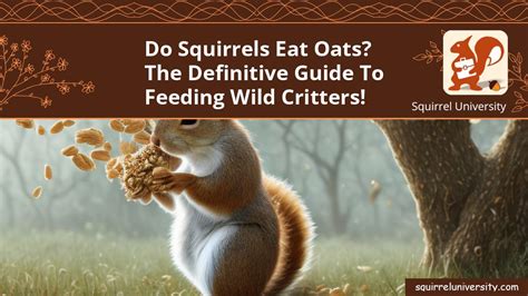 do squirrels like oats