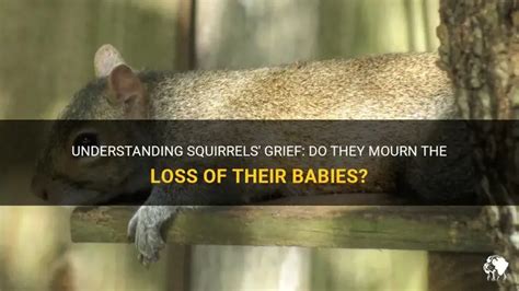do squirrels mourn