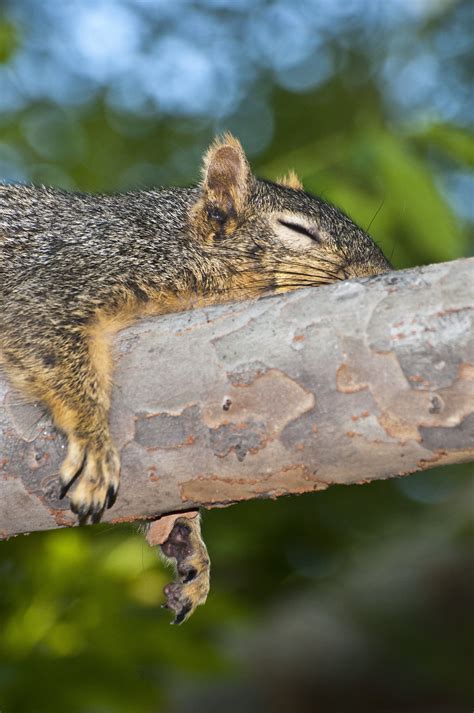 do squirrels nap during the day
