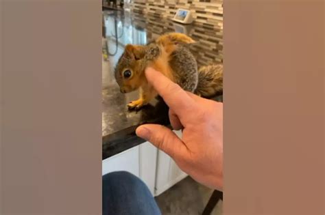 Do Squirrels Scream When Trapped