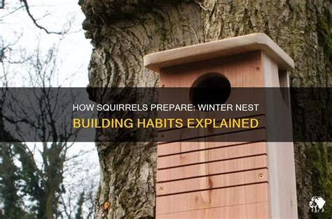 Do Squirrels Share Nests In Winter