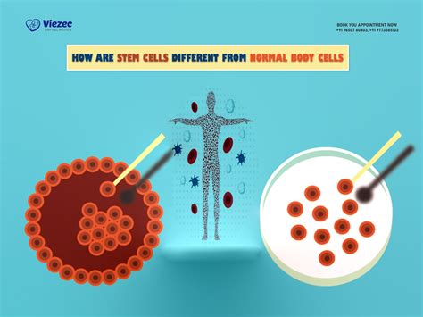 Do Stem Cells Have The Same Dna