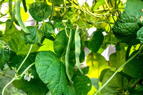 Do String Beans Grow On Trees