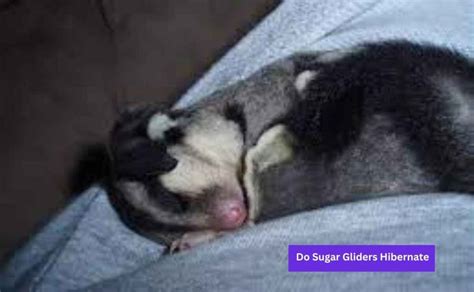do sugar gliders hibernate
