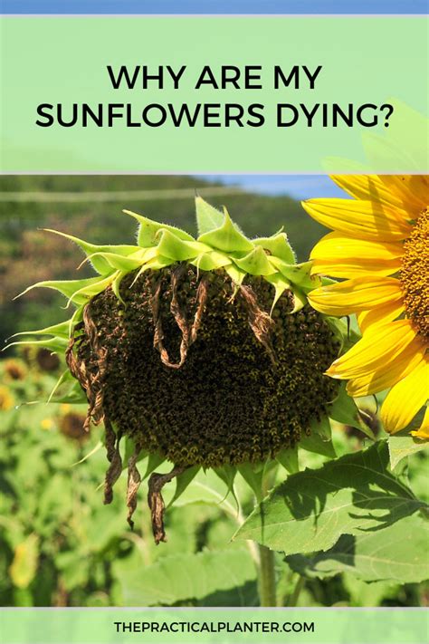 do sunflowers die in storms
