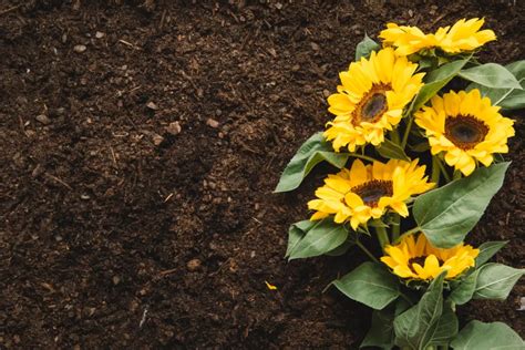 Do Sunflowers Improve Soil