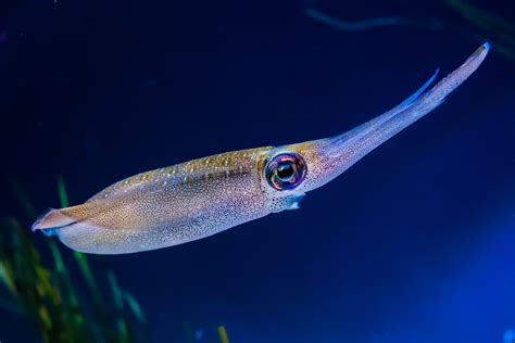 Do Swordfish Eat Squid