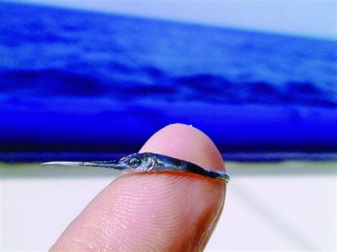 Do Swordfish Lay Eggs